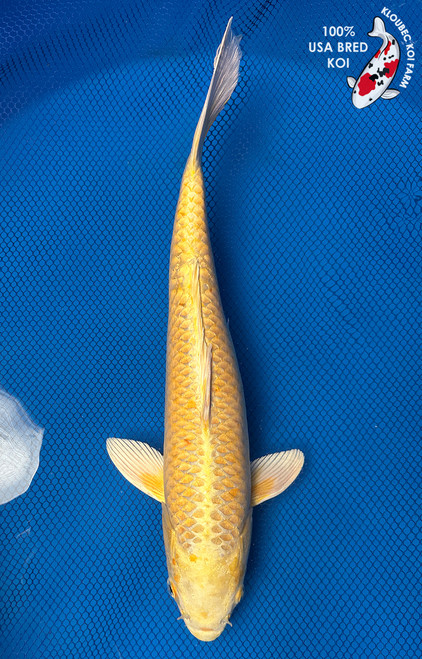 16" Yamabuki Ogon Koi #J82628(S2)