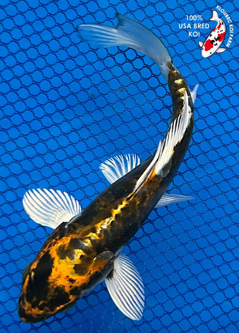 4" Doitsu Koi #K82813(H8)