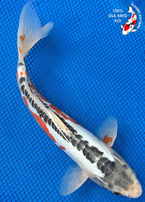 11" Shusui Koi #K82819(P5)