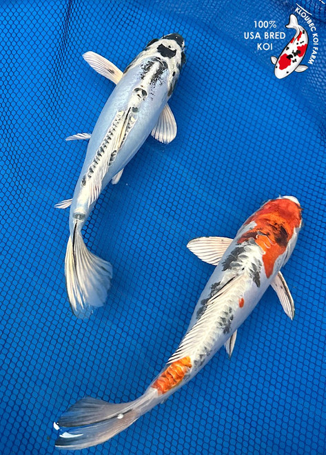 (2) 9" Doitsu Duo Koi #K8289(X3)