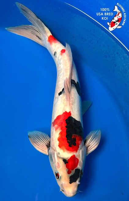 13.5" Doitsu Showa Koi #K989(S2)