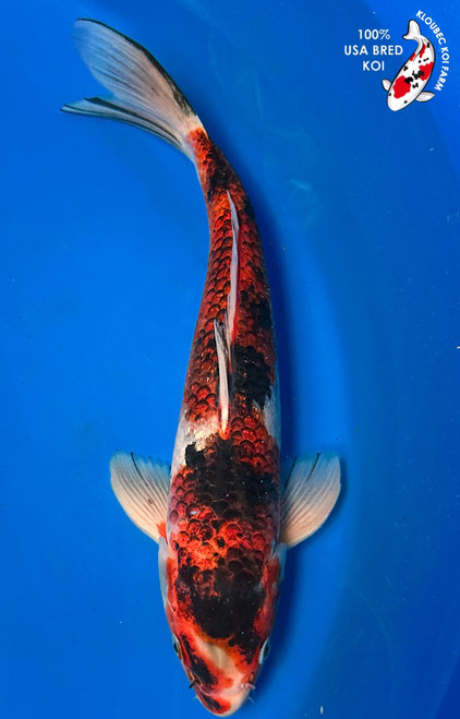 12" Sanke Goromo Koi #K9823(P4)