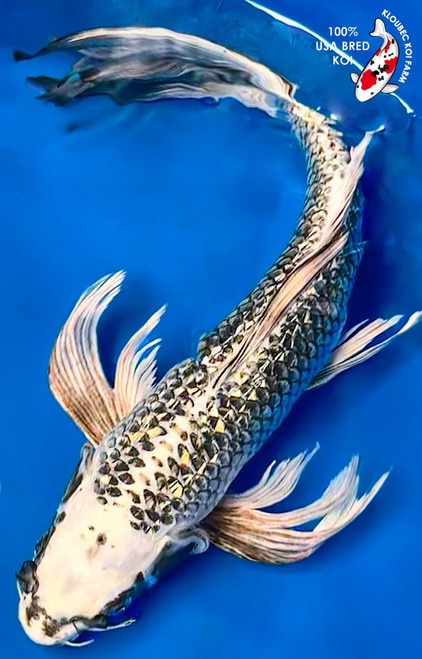 Koiページ Koi Auction Catalog 2025