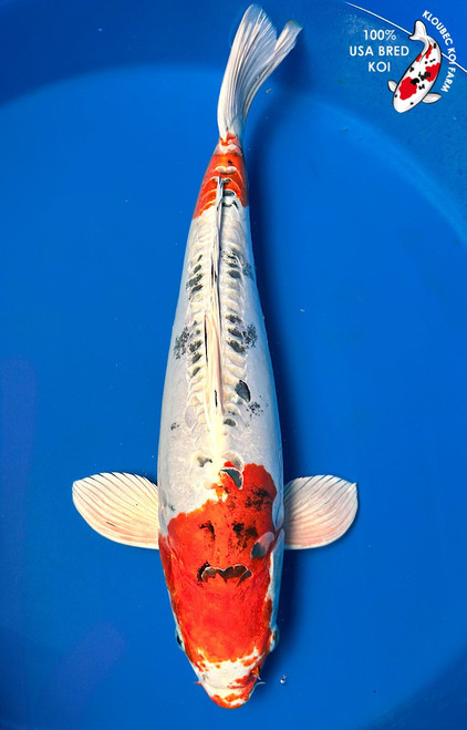 Koiページ Shop Koi Varieties | Find Japanese Koi by Type | Kloubec Koi