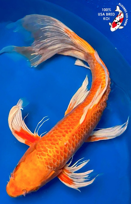 19" "Flame" Orenji Ogon Butterfly Koi #K9828(S2) 19" "Flame" Orenji Ogon Butterfly Koi #K9828(S2)