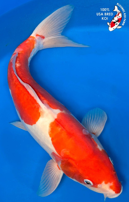 15.5" Doitsu Kohaku Koi #K9829(S2)