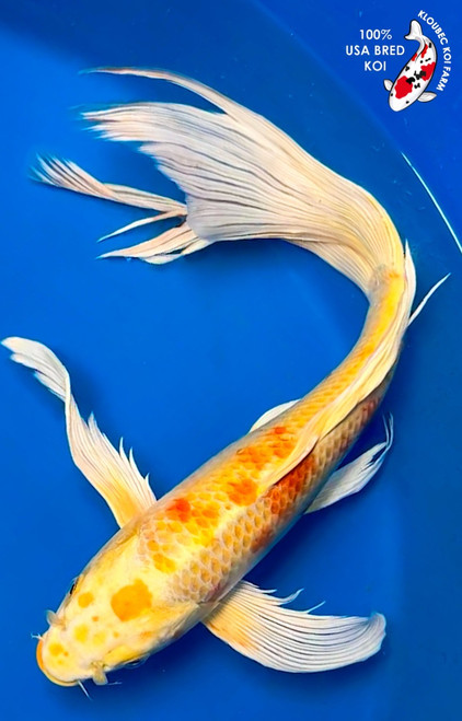 Shop Koi Varieties | Find Japanese Koi by Type | Kloubec Koi