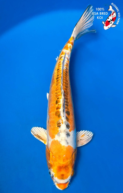 13" Heisei Nishiki Koi #K9833(P1)