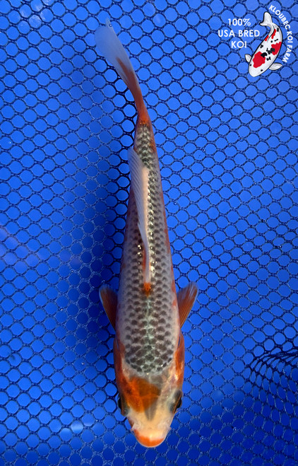 Koiページ Amazon.com: Koi Fish Paint by Numbers Kits for Adults