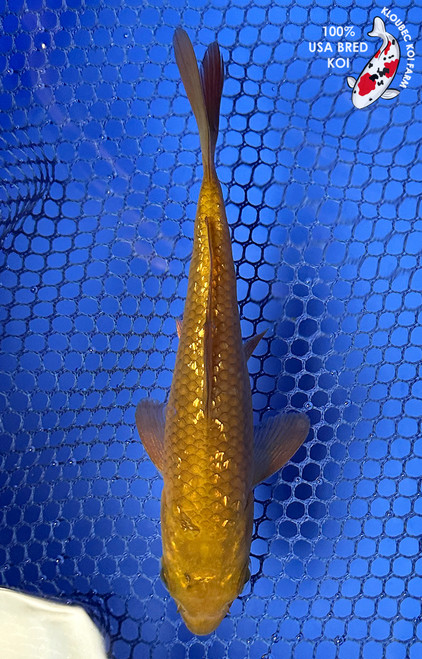 4.5" Gin Rin Chagoi Koi #J9125(X52)