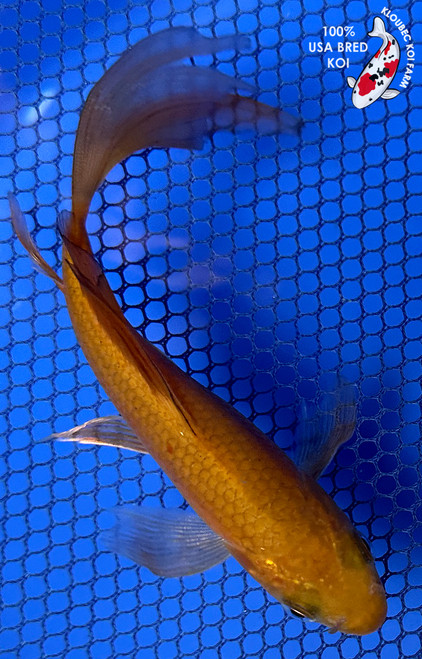6" Chagoi Butterfly Koi #J91211(X52) 6" Chagoi Butterfly Koi #J91211(X52)