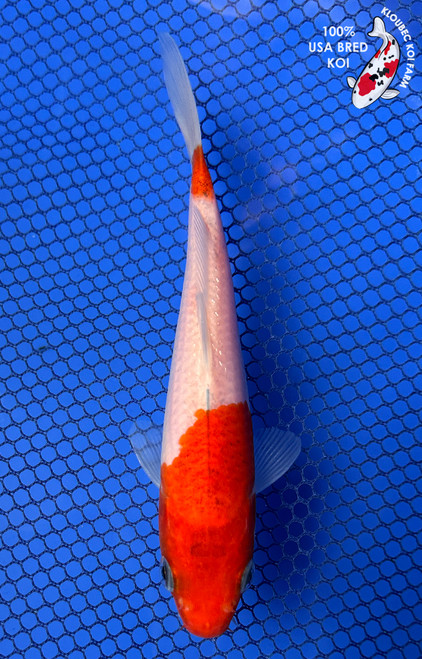 Koi Fish for Sale | Buy Japanese Koi Varieties Online