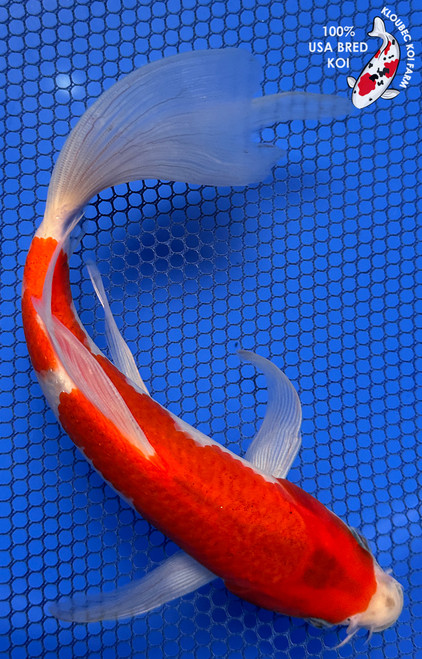 9" Goshiki Butterfly Koi #J91251(X48)