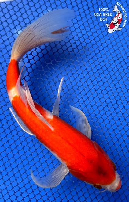 Koiページ Metallic Ochiba - koi #x0618t045 - Maruhiro Koi Farm