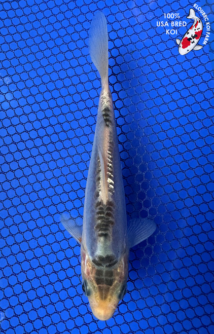 5" Shusui Koi #J91221(X51)