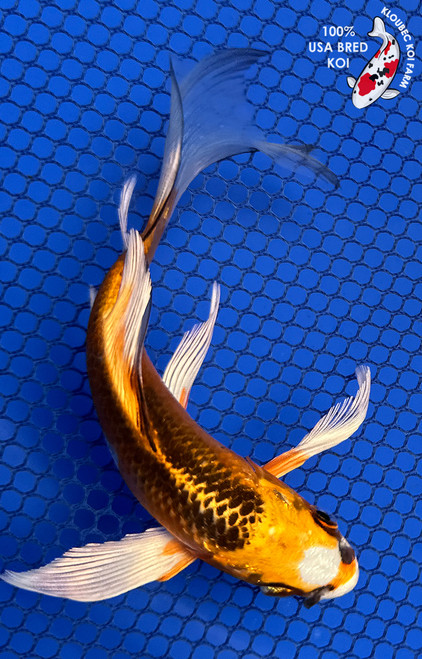 Koiページ Metallic Ochiba - koi #x0618t045 - Maruhiro Koi Farm