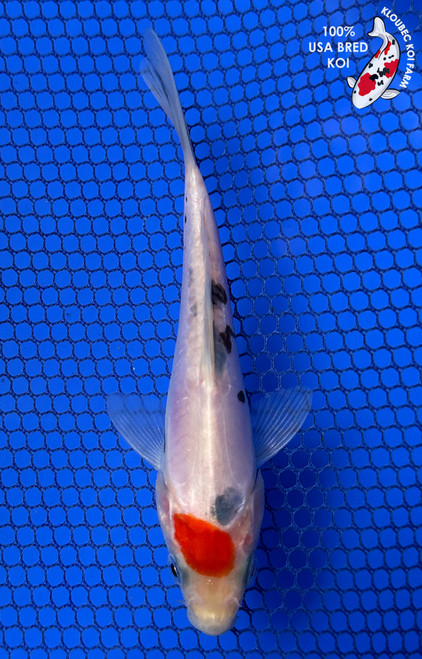 Koi Fish for Sale | Buy Japanese Koi Varieties Online