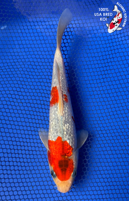 Koi Fish for Sale | Buy Japanese Koi Varieties Online