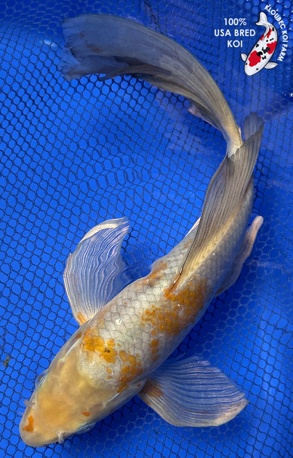 Koi Fish for Sale | Buy Japanese Koi Varieties Online