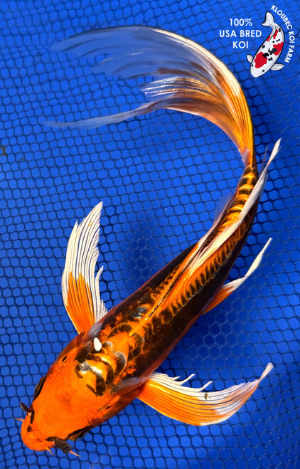 Koi Fish for Sale | Buy Japanese Koi Varieties Online