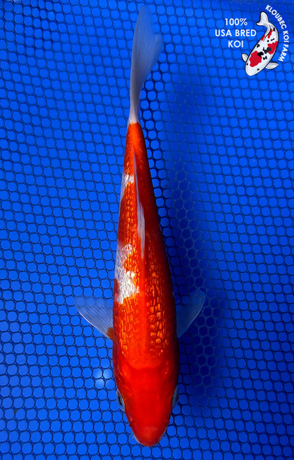 7" Gin Rin Kohaku Koi #J91256(X48)