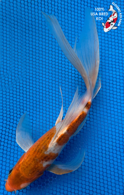 9" Goromo Butterfly Koi #J91912(P4)