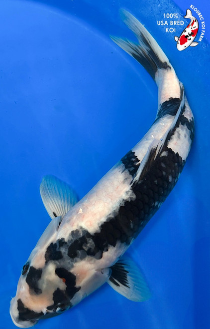 17" Shiro Utsuri Koi #K9221(S1)