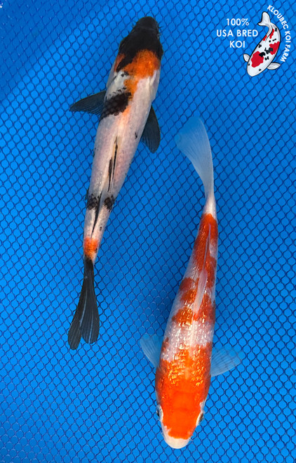 (2) 7-8" Koi Pair #J91927(X3) (2) 7-8" Koi Pair #J91927(X3)