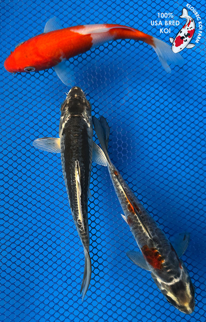 (3) 6-7" Koi Trio #J91930(X8)
