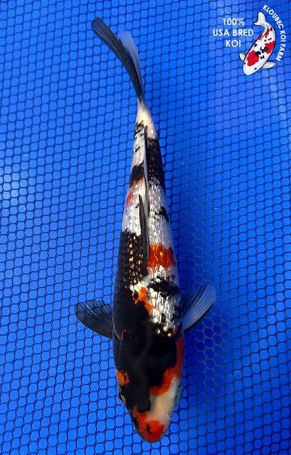 8" Gin Rin Showa Koi #J92317(P7)