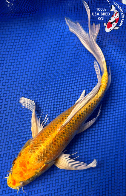 12" Matsuba Butterfly Koi #J92334(P3)
