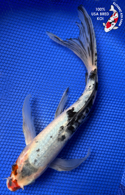 11" "Maskerade" Butterfly Koi #J92338(P3)