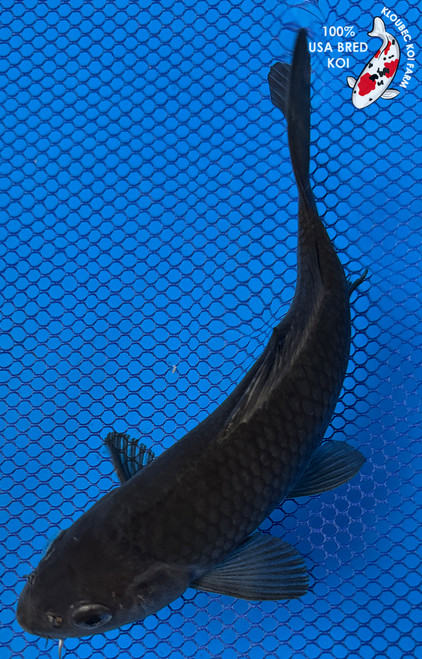 8" "Eclipse" Karasugoi Koi #J91928(X3)