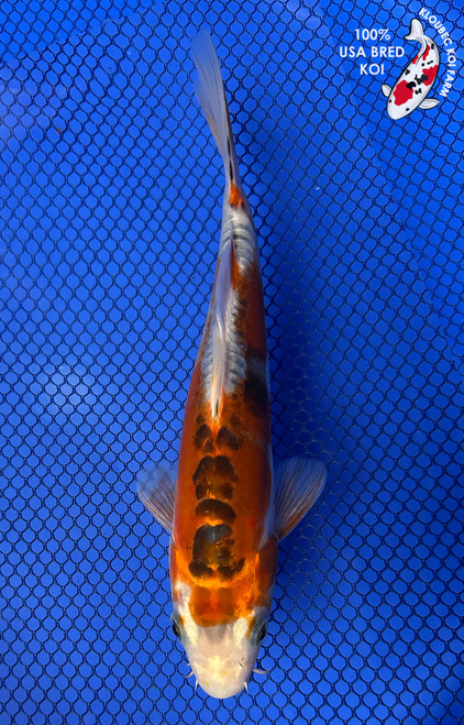 Koi Fish for Sale | Buy Japanese Koi Varieties Online | Kloubec