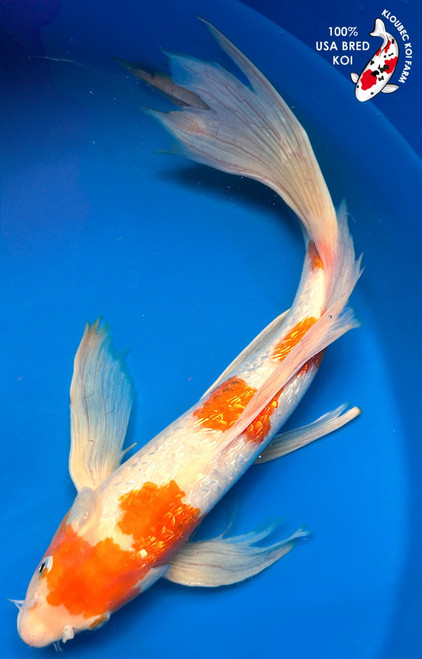 Shop Koi by Color | Patterned & Single-Color Koi Varieties