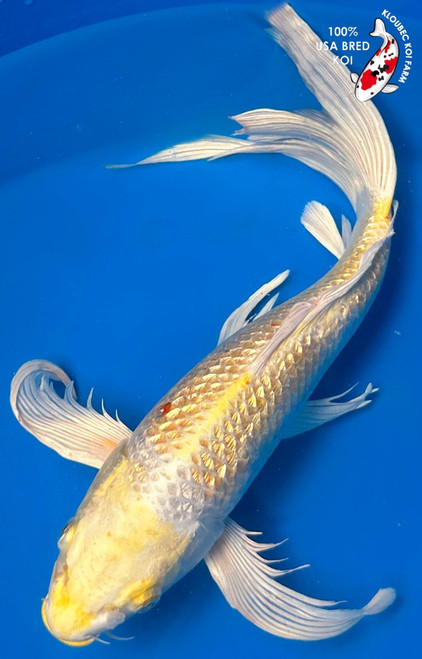 13" "Lemon Fizz" Gin Rin Lemon Hariwake Butterfly Koi #K9227(P4)