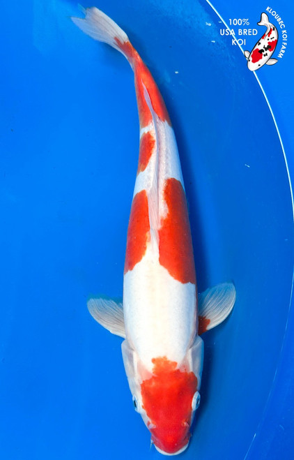 13" Doitsu Kohaku Koi #K92210(P4)