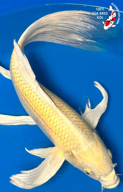 17" "Gloria" Yamabuki Ogon Butterfly Koi #K92212(P6)