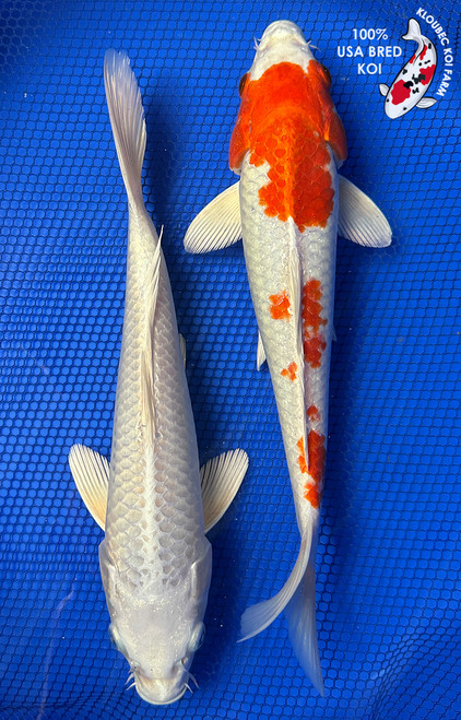 (2) 11-12" Koi Pair #J9267(X33)