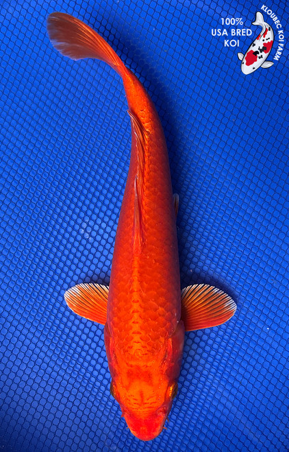 11" Hi Ogon Koi #J92610(X33)
