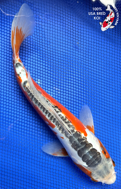 12" Shusui Koi #J92612(X32)