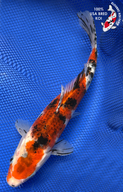 11.5" Goromo Sanke Koi #J92624(X25)