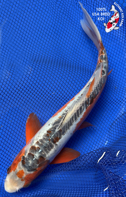 12" Shusui Koi #J102018(X11) 12" Shusui Koi #J102018(X11)