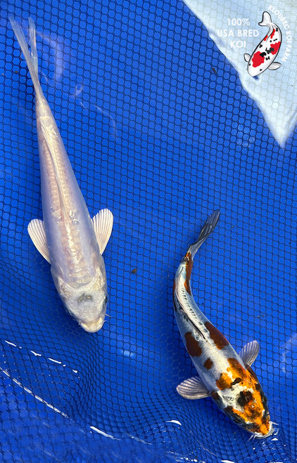 (2) 6-7" Koi Pair #J102033(X14)