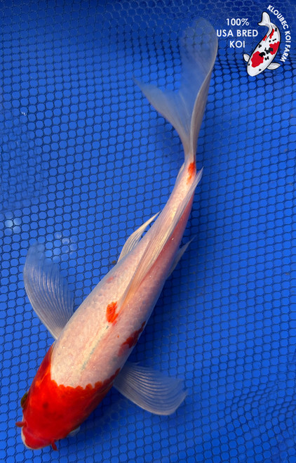 8.5" Kohaku Butterfly Koi #J102036(X22)