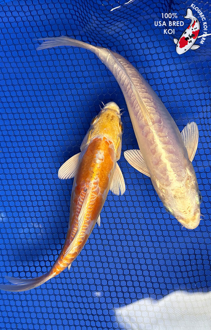 Standard Fin Koi | Bright Colored Fish w/ Regular Fins | Kloubec