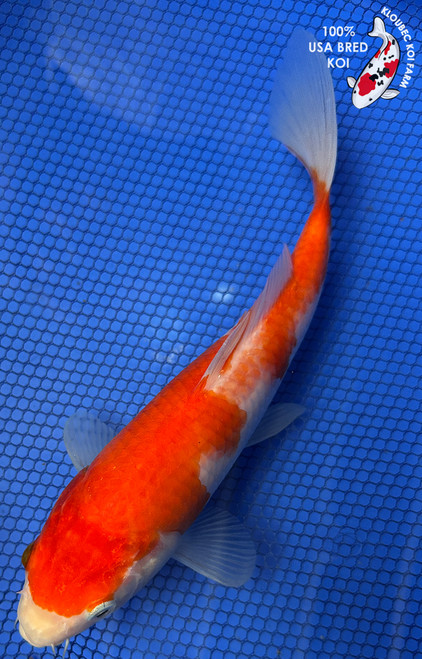 9" Kohaku Koi #J102049(X38)