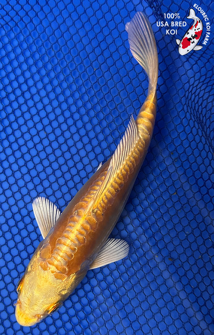 6" Doitsu Yamabuki Ogon Koi #J102052(X41)