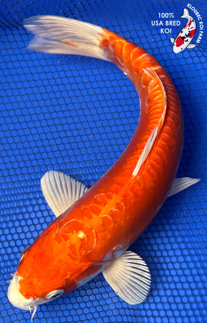Orange Koi Fish | Orange, Black & White Koi Carp | Kloubec Koi
