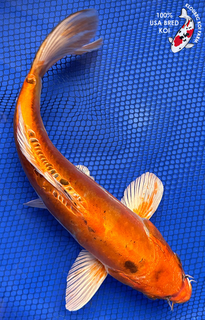 10.5" Doitsu Yamato Nishiki Koi #J11133(X27)
